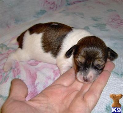 Puppies in OK